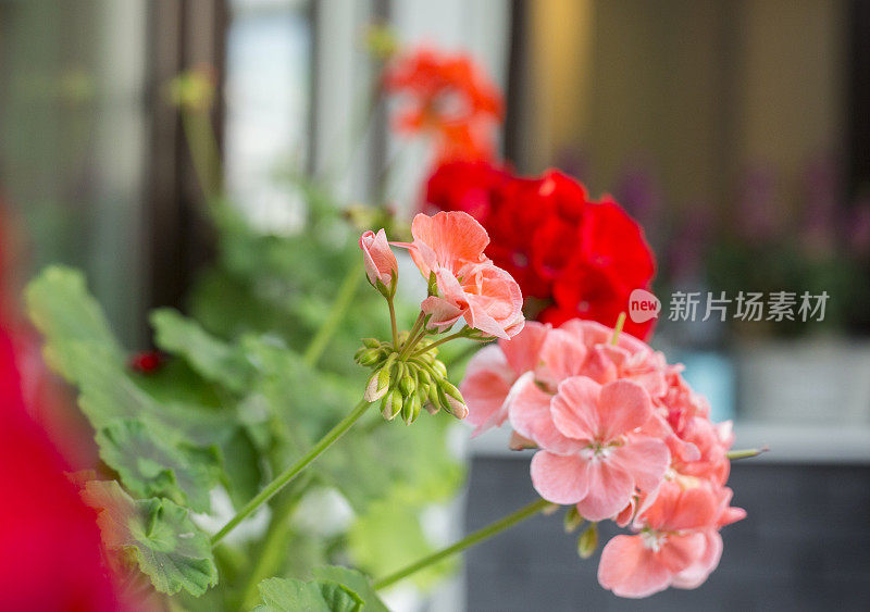 阳台上有红色和粉红色的天竺葵