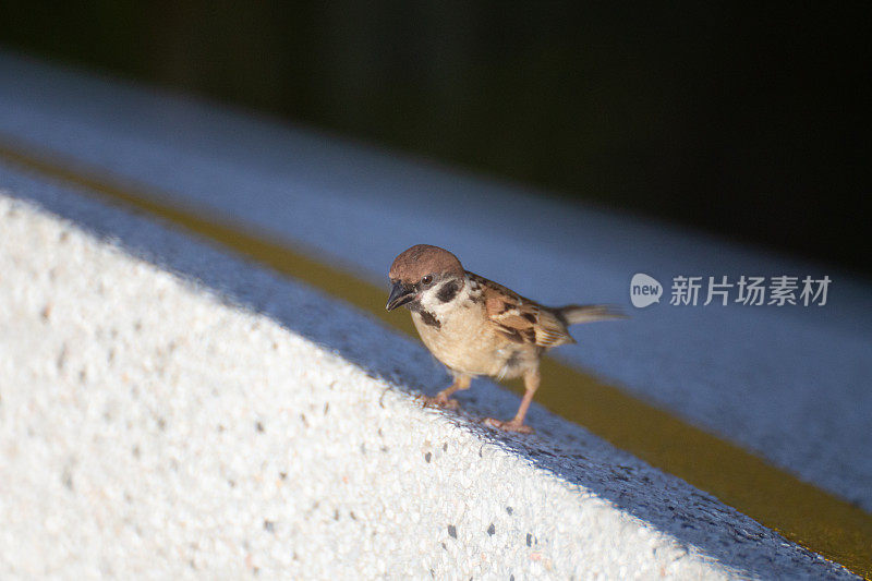 路人(麻雀)站在黄线旁