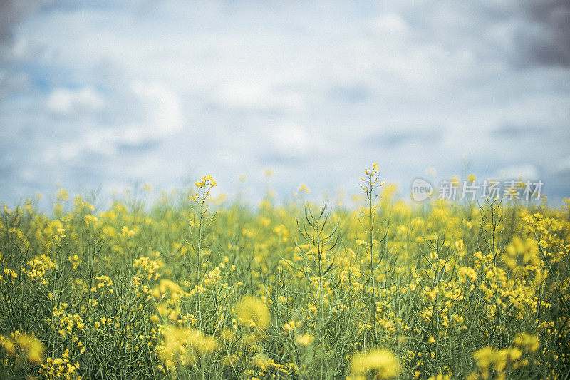 近距离观察甘蓝型油菜田