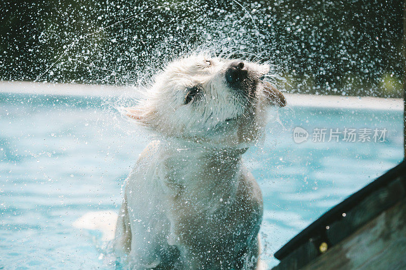 金毛猎犬抖掉水池中的水