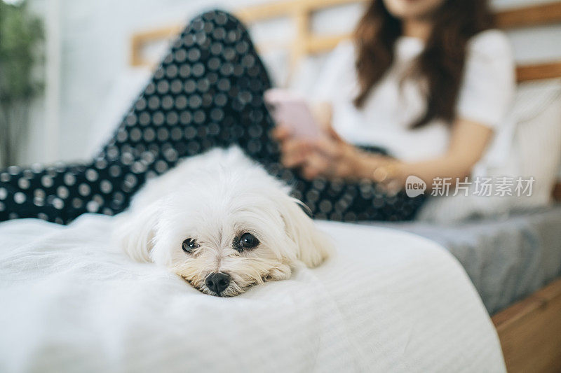 亚洲女人在家里与小狗