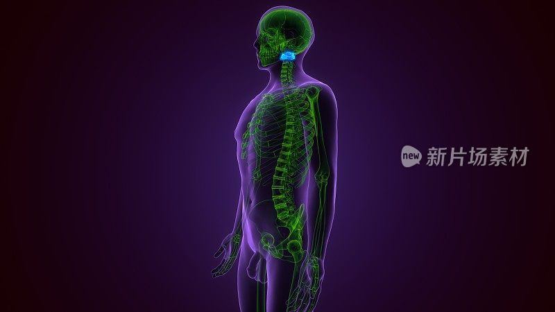 人体颈椎的3d渲染医学精确插图