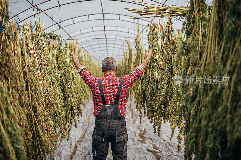 骄傲的农民在满是大麻植物的温室里