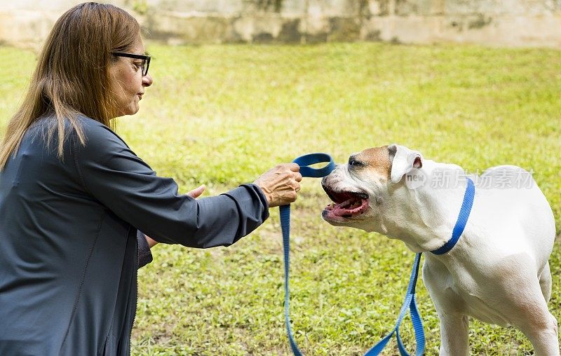 一个女人的宠物主人在和拳击犬玩耍。