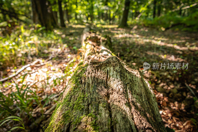 在天然林地中，一棵倒下的树被苔藓覆盖