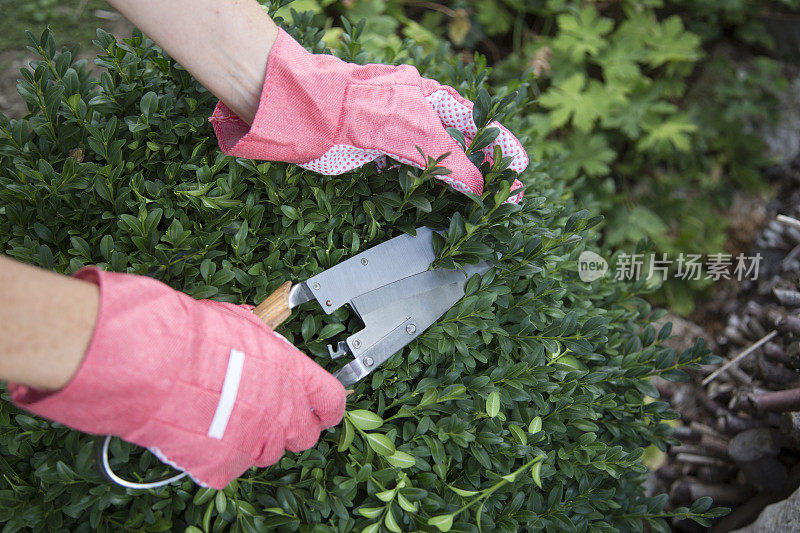 用保护手套和修剪剪刀修剪和塑造黄杨(黄杨)灌木