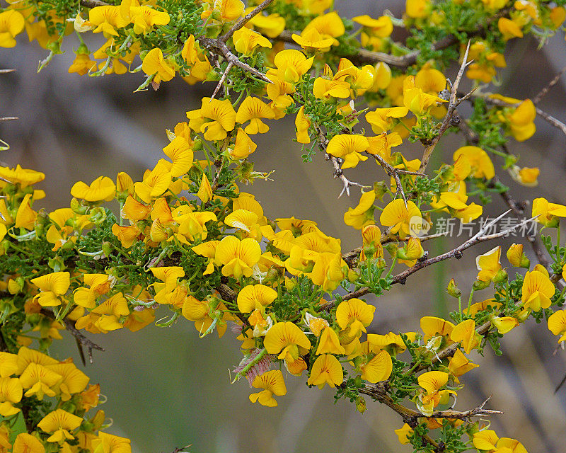 一种生长在智利中部的赤足树的开花分枝