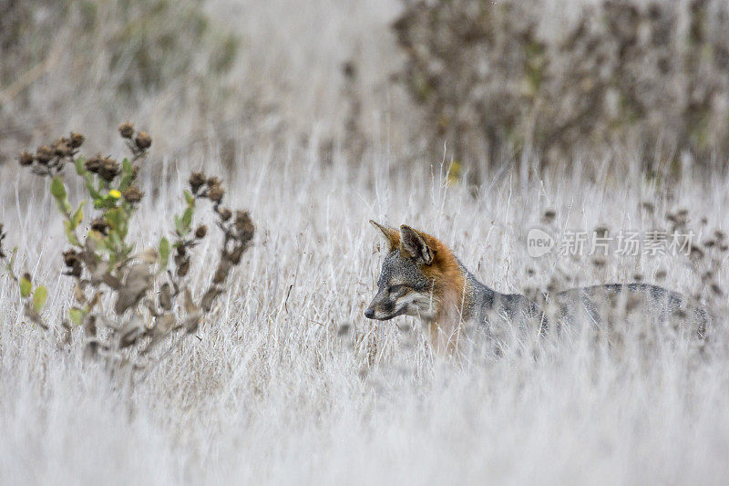 海峡群岛国家公园中罕见的岛狐