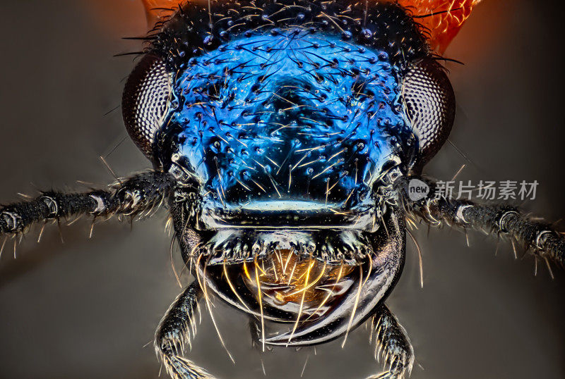 漫游甲虫在显微镜下10倍微距肖像