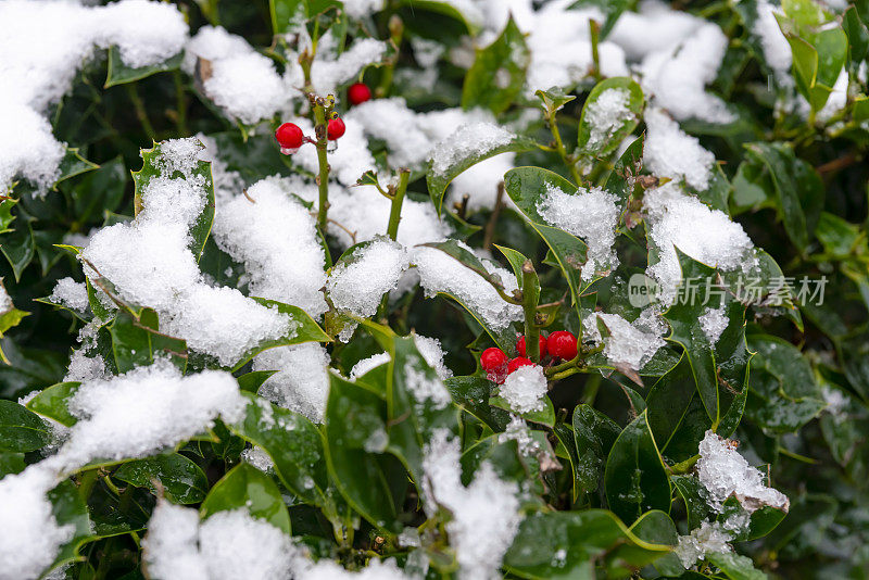 雪中的冬青灌木