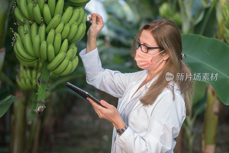 女性科学家使用数字平板检查温室里的香蕉树。