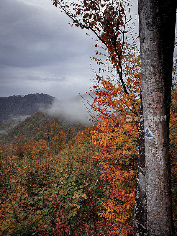 山中秋色斑斓。罗马尼亚喀尔巴阡山脉的大雾清晨。