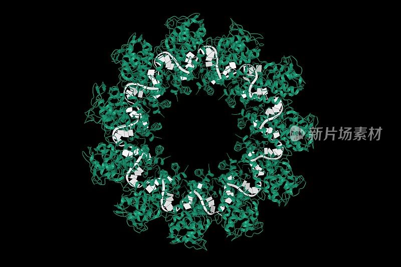 狂犬病毒核蛋白(绿色)-RNA(白色)复合体的晶体结构