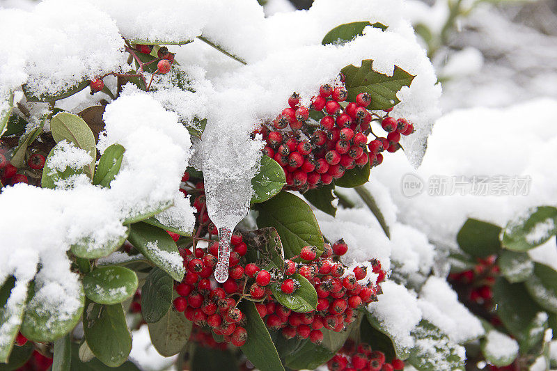 雪覆盖的树