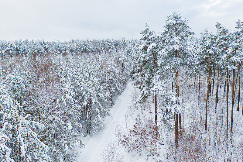 冬天的松林上覆盖着厚厚的积雪。