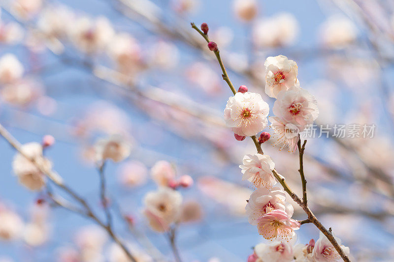 桃李在早春开花