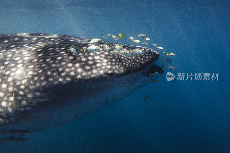 鲸鲨的近距离游泳在清澈的蓝色海洋与嘴张开