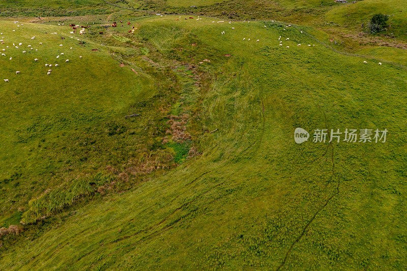 一群羊在绿色农场吃草，49号州公路，新西兰