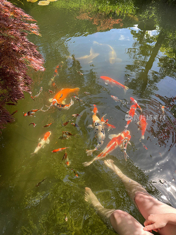 在一个炎热的夏天，一个不知名的人在花园里的锦鲤鱼池里晃来晃去的脚在冷却，女人的腿、脚和脚趾浸在冰冷的池塘水里，锦鲤和Shubunkins在附近游泳，花园的倒影