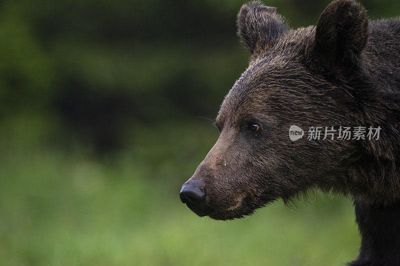 罗马尼亚特兰西瓦尼亚森林空地上的一只欧洲棕熊的肖像