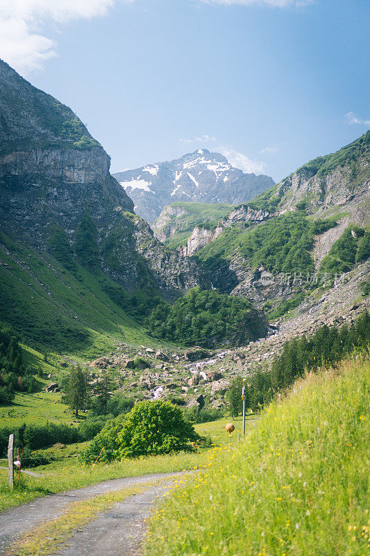 郁郁葱葱的草地和山路