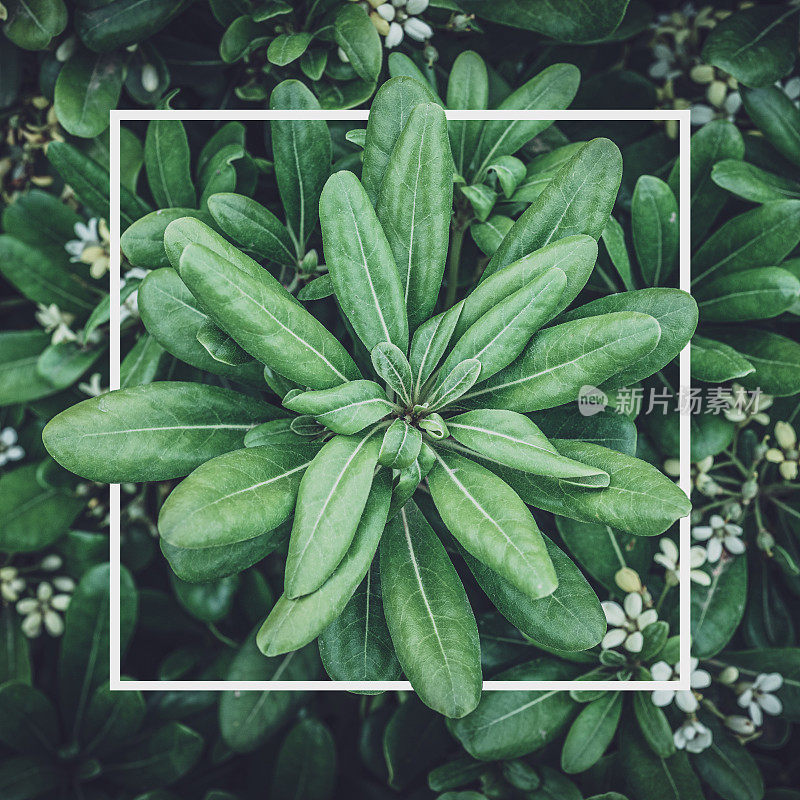 近距离的自然绿叶和花朵框架