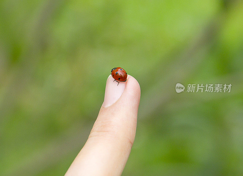 瓢虫(球菌)的手指