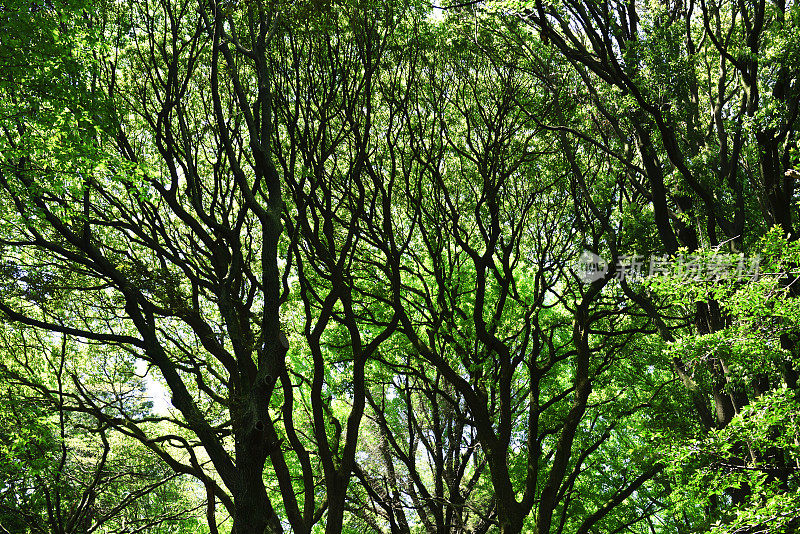 茂密的枝叶树在黑暗的森林在春天