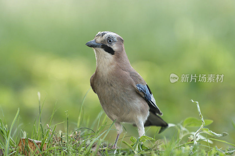 周杰伦(大舌龙)