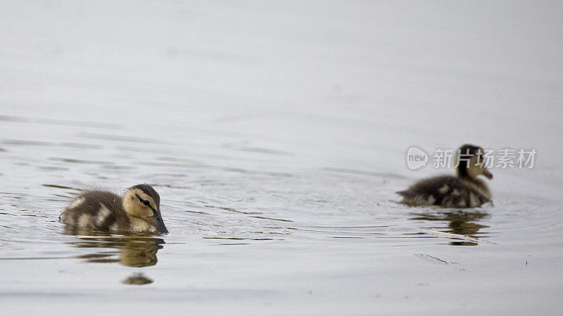 英国北约克郡，两只野鸭在水里游泳。