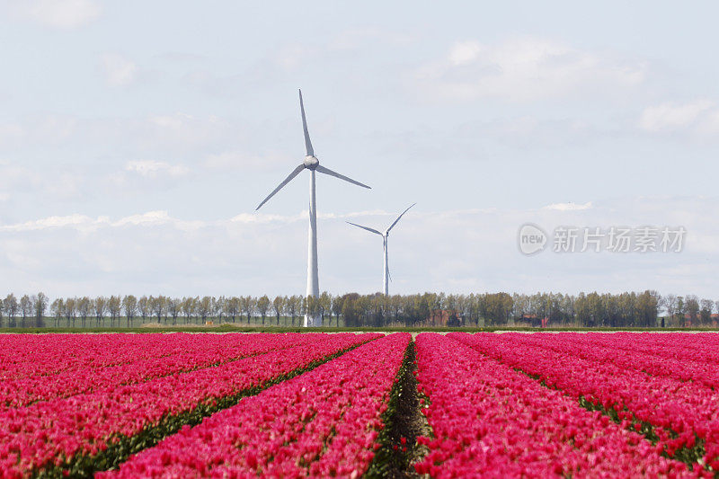 郁金香田在Noordoostpolder(荷兰)与风力涡轮机