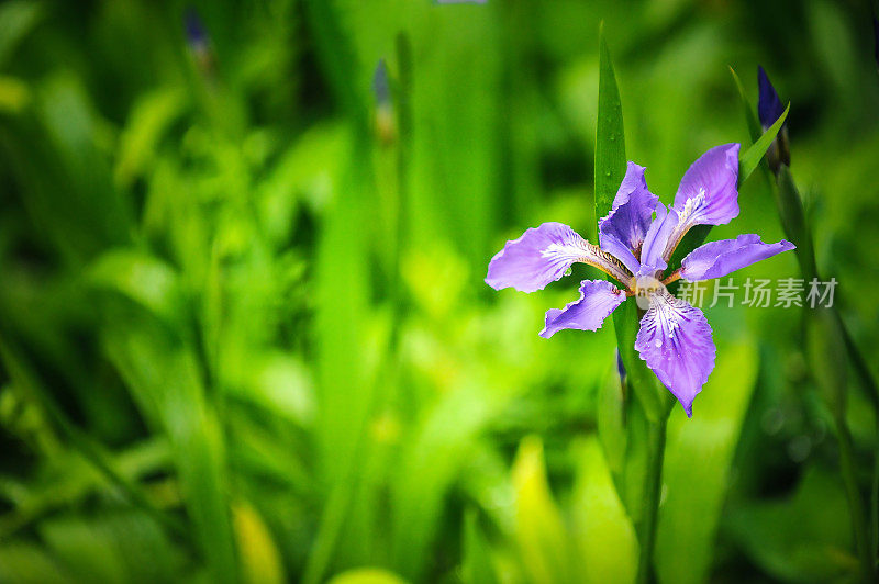 虹膜花