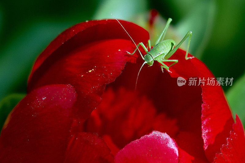 红花上的绿蚱蜢