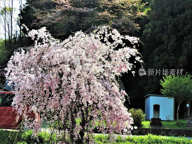 日本。4月。樱花开花。