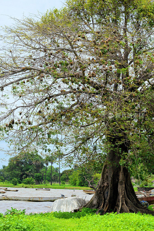 冈比亚，阿尔布雷达，冈比亚河边有编织鸟巢的棉树
