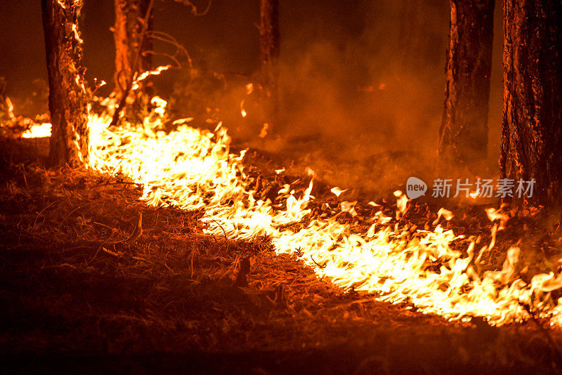 环境灾难——野火摧毁了森林和数百万棵树