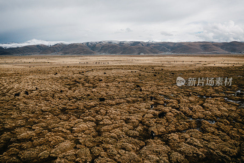 中国西藏当雄高原牦牛牧场