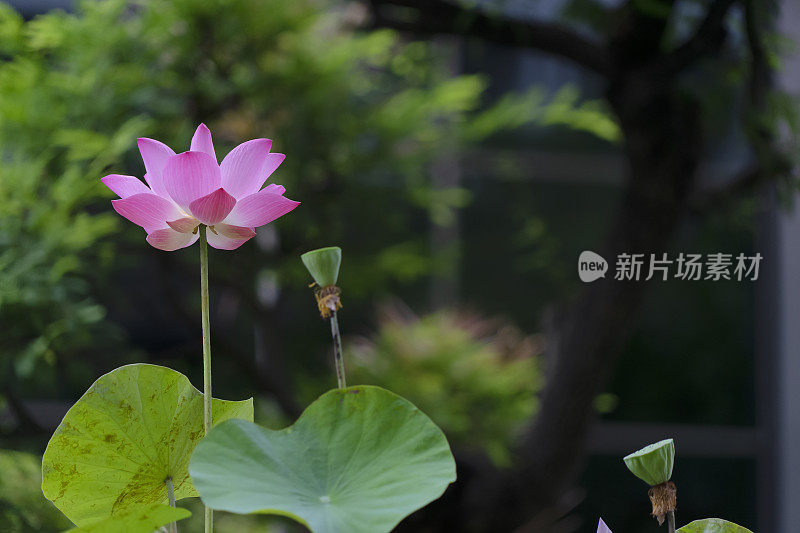 荷花在池塘里。