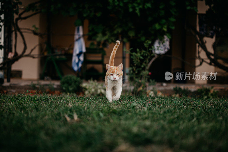 姜猫在草地上走