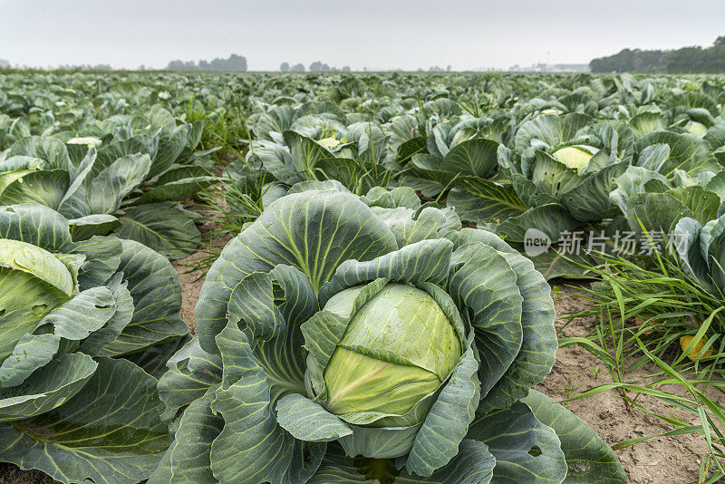 白菜栽培,特写。