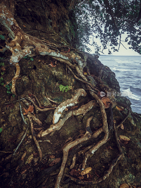 哥斯达黎加热带雨林中一棵热带树木的分枝根系