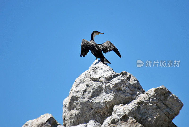 南非，伊丽莎白港，阿尔戈阿湾群岛，圣克罗伊岛，鸬鹚在晾干展开的翅膀。