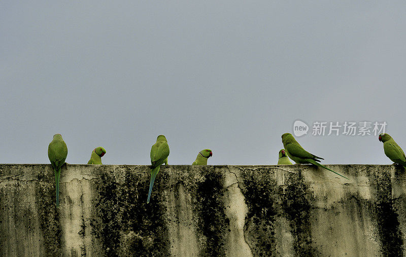 Birds-Parakeets。