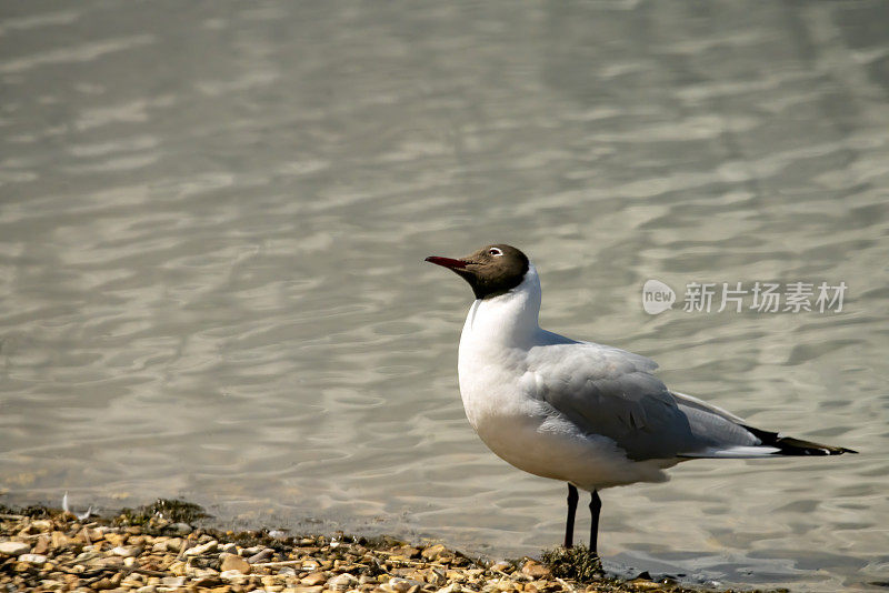 黑人领导的海鸥