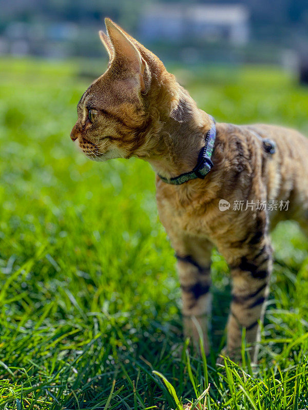 年轻的德文郡雷克斯猫站在草地上看向别处的照片-库存照片