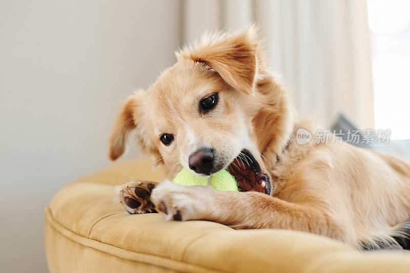 一只可爱的狗狗躺在家里的沙发上玩网球