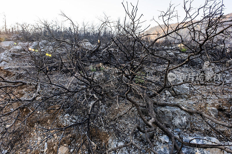 森林野火后受损的林地和树枝