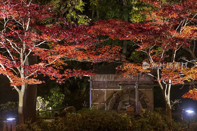 秋天的树木在夜晚发光