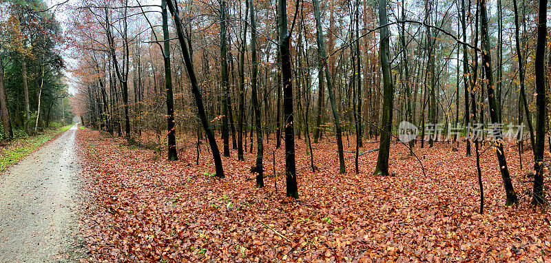 冬天有小路的森林，潮湿的天气落叶满地。