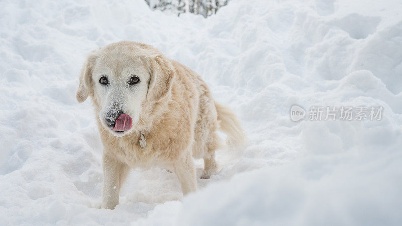 雪地里的金毛猎犬看着镜头